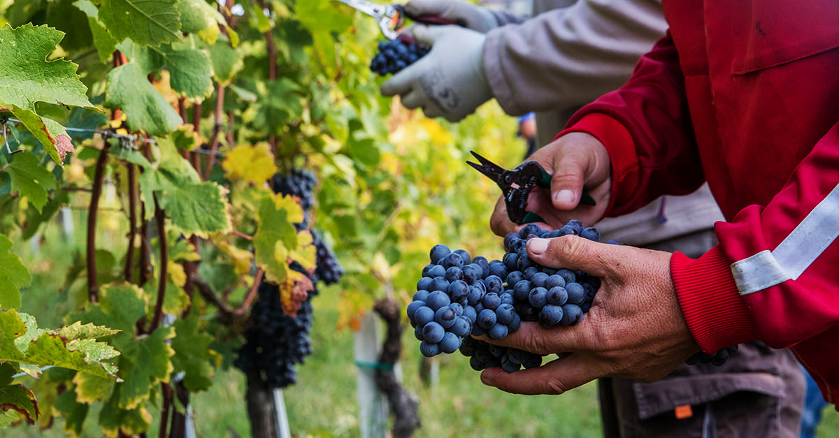 Is Nebbiolo the same as Pinot Noir?