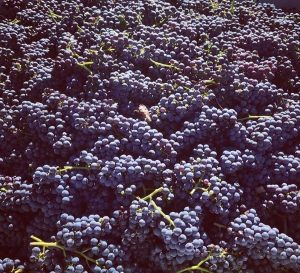 Where is Nebbiolo grown in Australia?