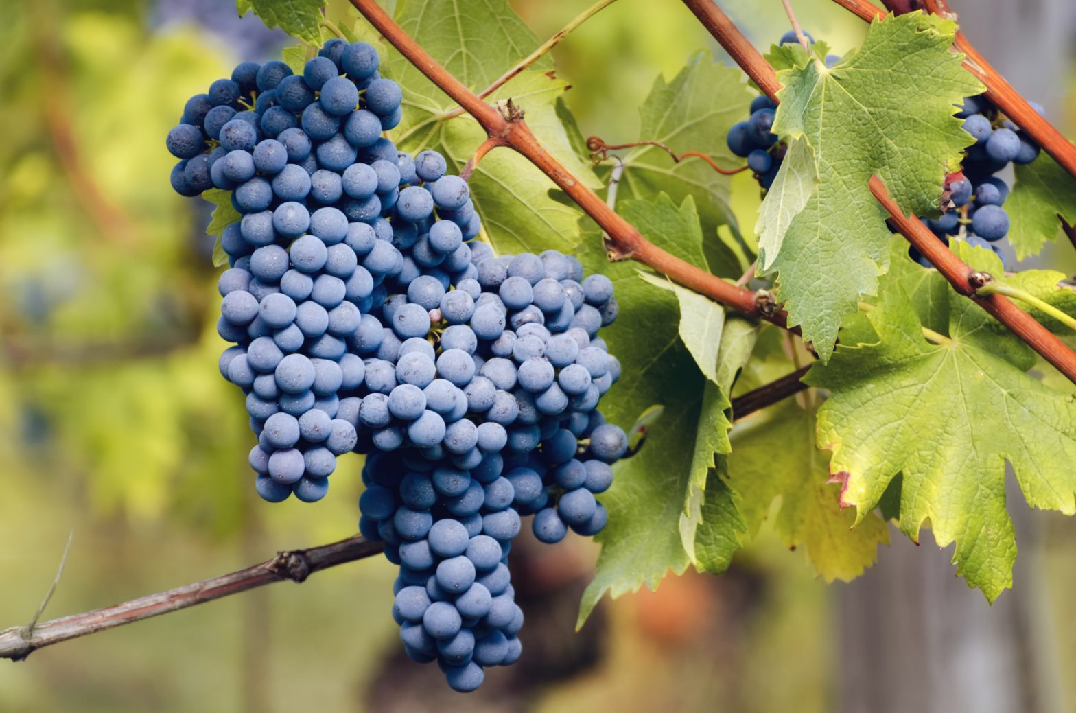 What grape is Nebbiolo closest to?