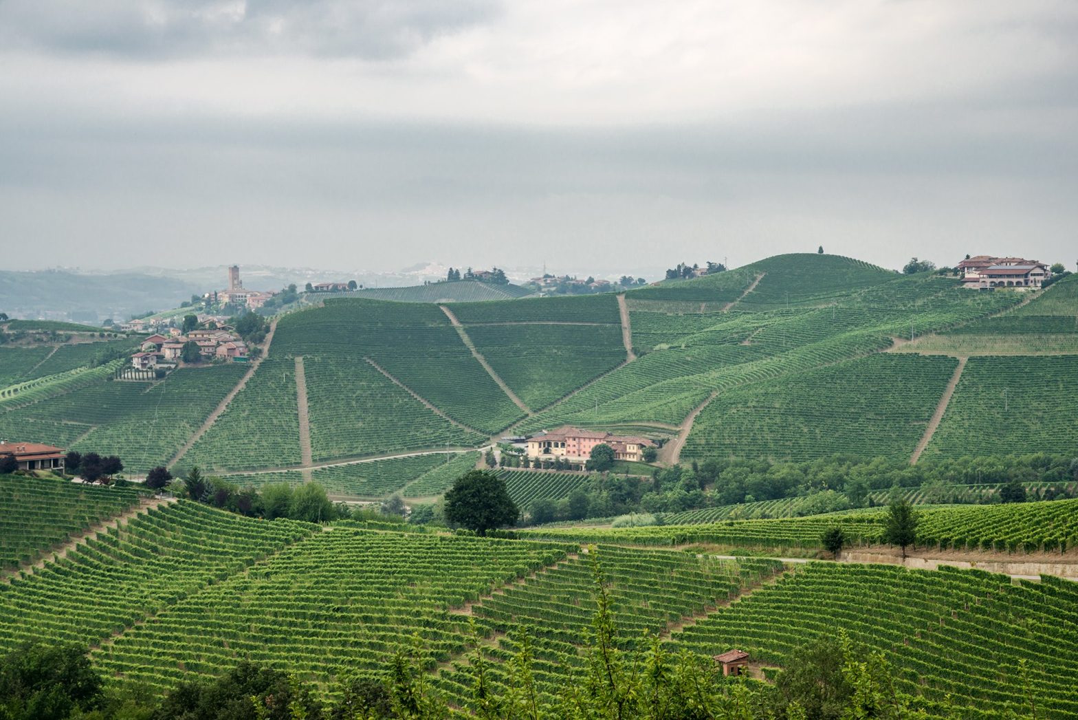 Where is Nebbiolo grown in Australia?