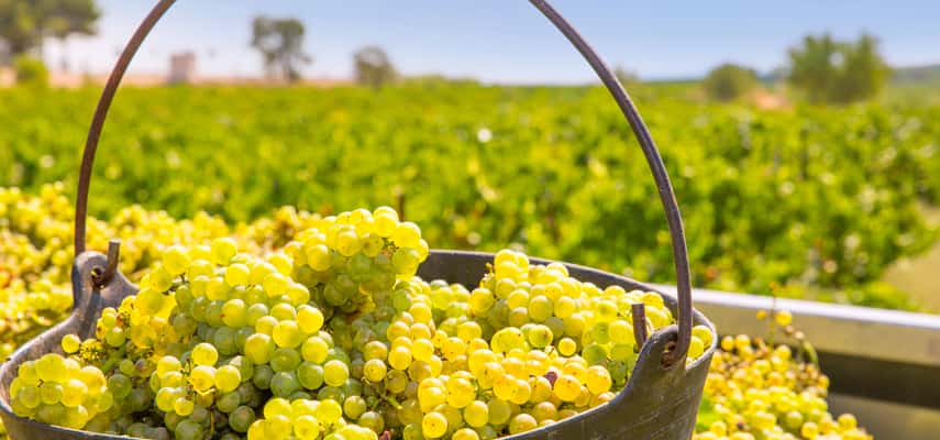 How many wine grape varieties are there in Australia?
