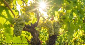 hardest wine grape to grow?
