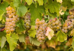 What is the rarest grape variety?