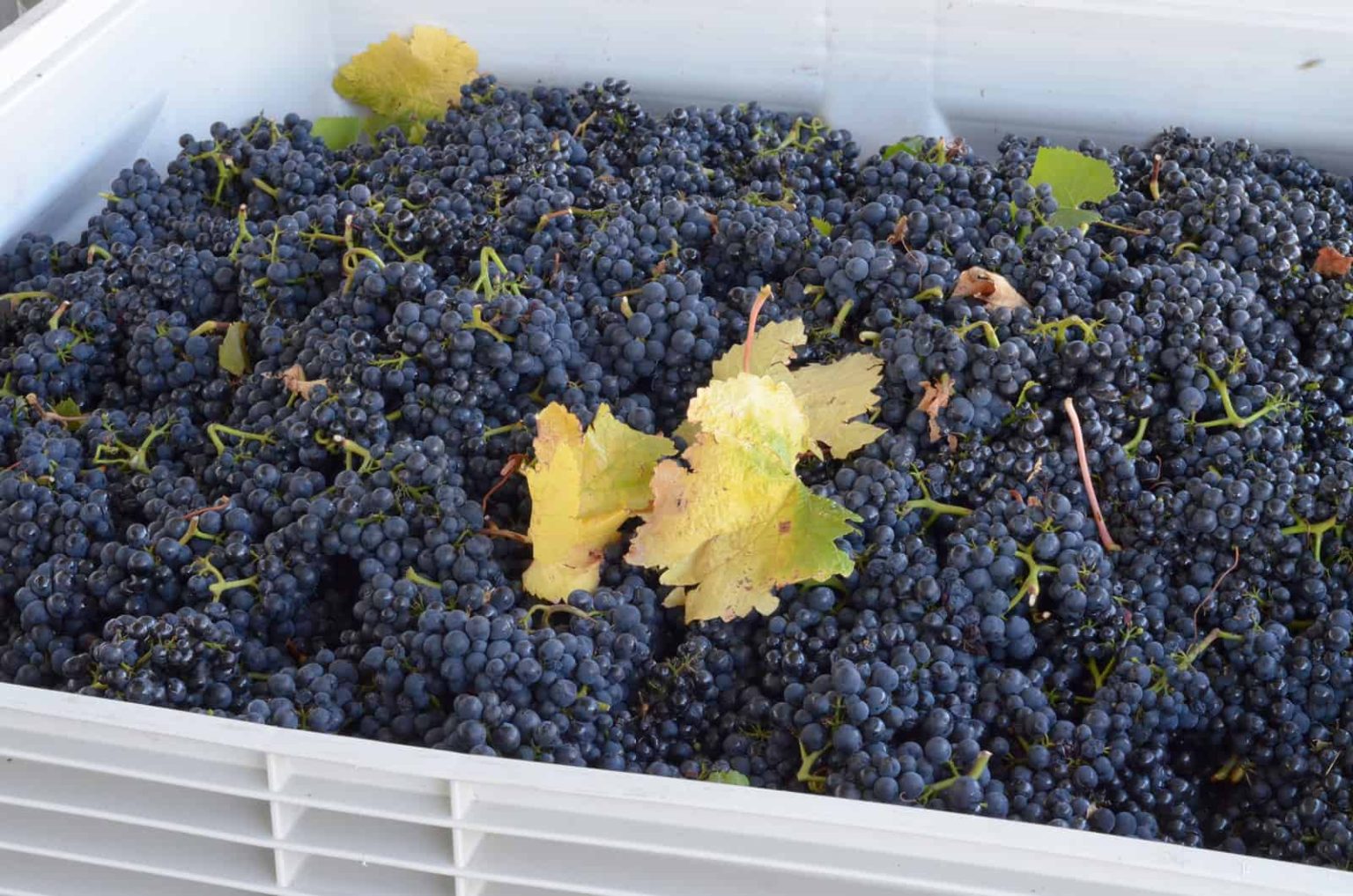 What is the hardest wine grape to grow?