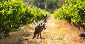 wine is native to Australia?