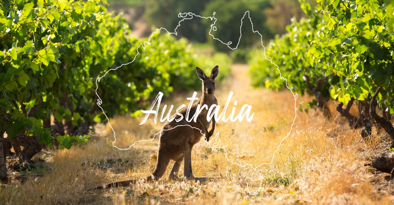What wine is native to Australia?