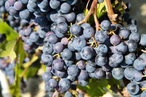 Aging Nebbiolo: From Vineyard to Cellar