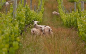 Natural & Biodynamic Wines