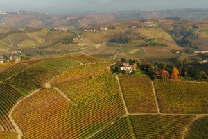 From Vineyard to Cellar